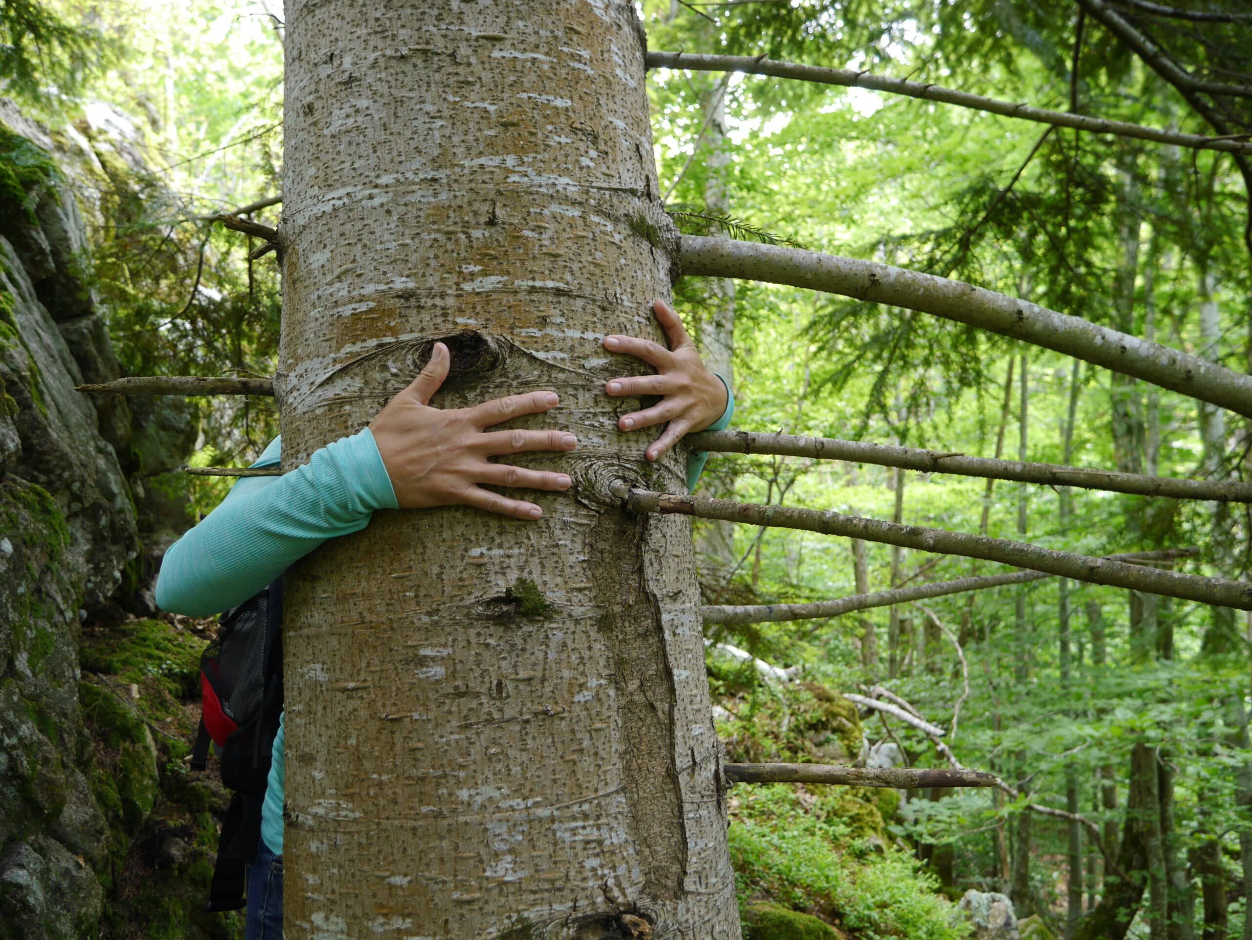 bain de forêt pyrénées