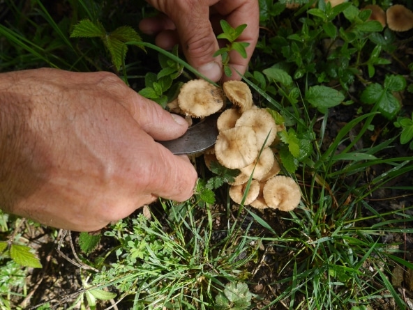 cueillette de plantes sauvages