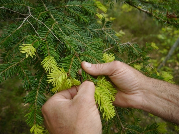 cueillette de plantes sauvages